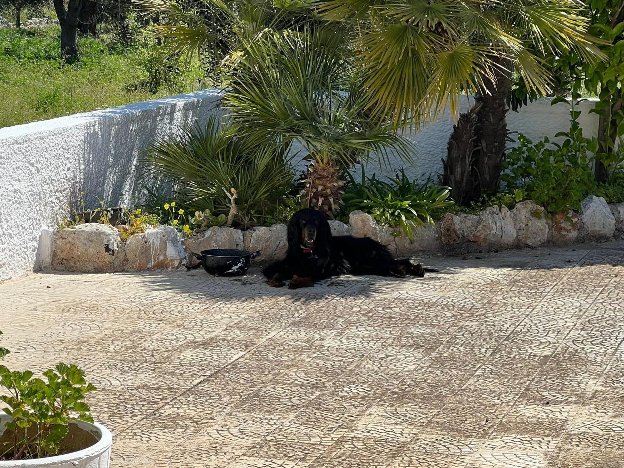 Villa Trullo L'ulivo Ostuni Camera foto